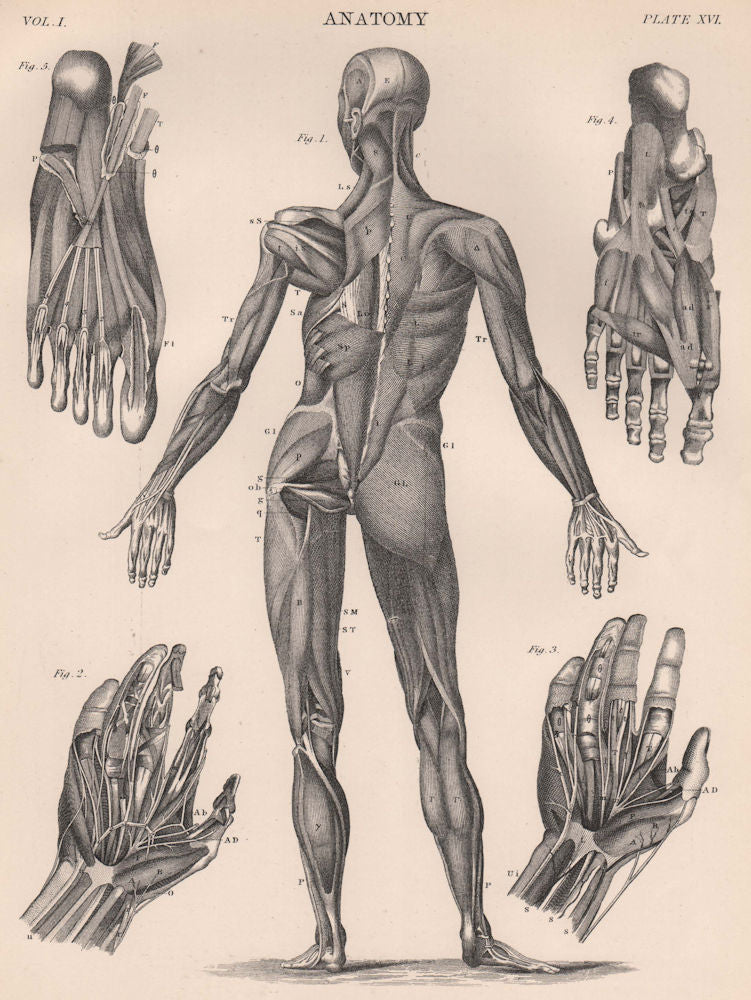 Human Anatomy from back. Muscles. BRITANNICA 1898 old antique print picture